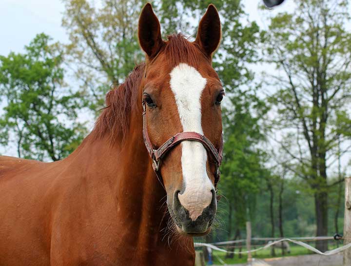 $city Equine Veterinarians